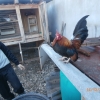 птица
