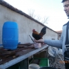птица