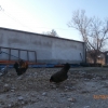 птица