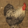 птица