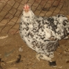 птица