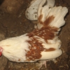 птица