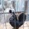 птица