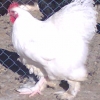 птица