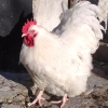 птица