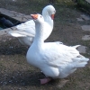 птица