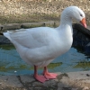 птица