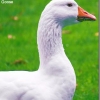 птица