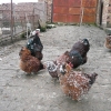 птица