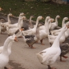 птица