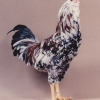 птица