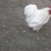 птица