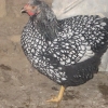 птица