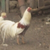птица
