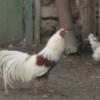 птица