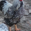 птица