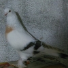 птица