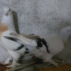 птица