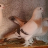 птица