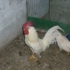 птица