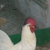 птица