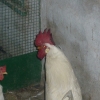 птица