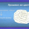 птица
