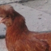 птица