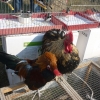 птица