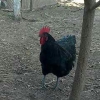 птица