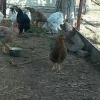 птица