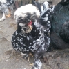 птица