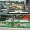 птица