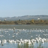 птица