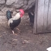 птица