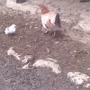 птица