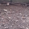 птица