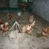 птица