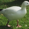 птица