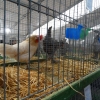 птица
