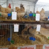 птица