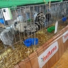 птица