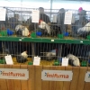 птица