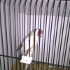 птица