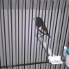птица