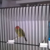 птица
