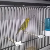 птица