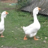птица