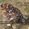 птица