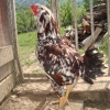 птица